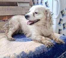 MARRY, Hund, Mischlingshund in Singhofen - Bild 5