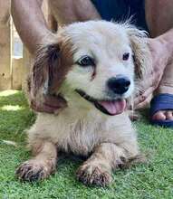 MARRY, Hund, Mischlingshund in Singhofen - Bild 6