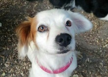 MARRY, Hund, Mischlingshund in Singhofen - Bild 7