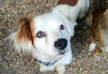 MARRY, Hund, Mischlingshund in Singhofen - Bild 8