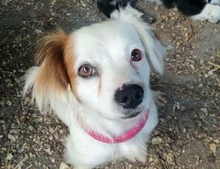 MARRY, Hund, Mischlingshund in Singhofen - Bild 9