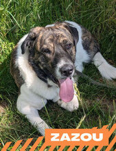 ZAZOU, Hund, HSH-Mischling in Berlin - Bild 1