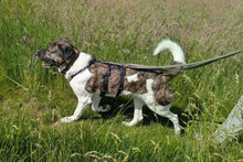 ZAZOU, Hund, HSH-Mischling in Berlin - Bild 2