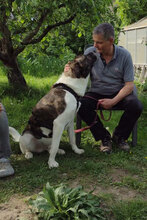 ZAZOU, Hund, HSH-Mischling in Berlin - Bild 3