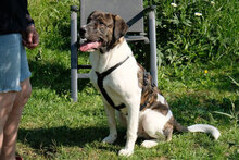ZAZOU, Hund, HSH-Mischling in Berlin - Bild 4