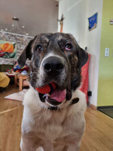 ZAZOU, Hund, HSH-Mischling in Berlin - Bild 5