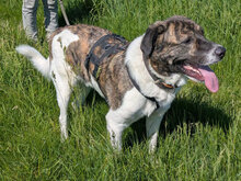 ZAZOU, Hund, HSH-Mischling in Berlin - Bild 6