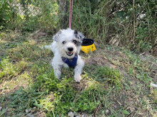 KARA, Hund, Mischlingshund in Bulgarien - Bild 3