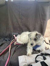 KARA, Hund, Mischlingshund in Bulgarien - Bild 4