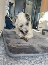 KARA, Hund, Mischlingshund in Bulgarien - Bild 5