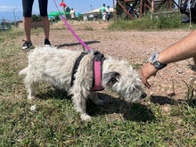 KARA, Hund, Mischlingshund in Bulgarien - Bild 6