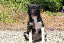IRMA, Hund, Mischlingshund in Hagen - Bild 1