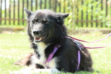IRMA, Hund, Mischlingshund in Hagen - Bild 2