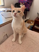 TIMA, Katze, Europäisch Kurzhaar in Zypern - Bild 1