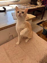 TIMA, Katze, Europäisch Kurzhaar in Zypern - Bild 2
