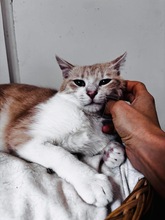 TIMA, Katze, Europäisch Kurzhaar in Zypern - Bild 4