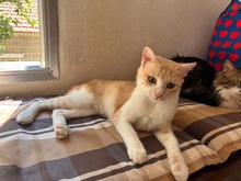 TIMA, Katze, Europäisch Kurzhaar in Zypern - Bild 5