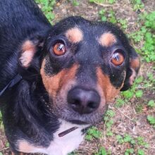 YANA, Hund, Mischlingshund in Bulgarien - Bild 1
