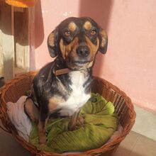 YANA, Hund, Mischlingshund in Bulgarien - Bild 10