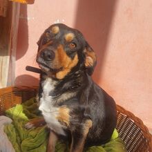 YANA, Hund, Mischlingshund in Bulgarien - Bild 12