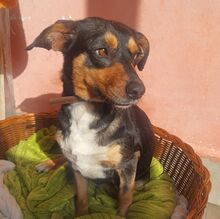 YANA, Hund, Mischlingshund in Bulgarien - Bild 2