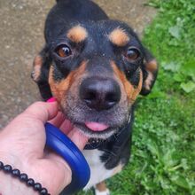 YANA, Hund, Mischlingshund in Bulgarien - Bild 3