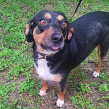 YANA, Hund, Mischlingshund in Bulgarien - Bild 4
