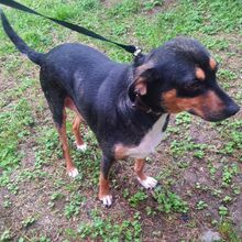 YANA, Hund, Mischlingshund in Bulgarien - Bild 5