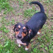 YANA, Hund, Mischlingshund in Bulgarien - Bild 6