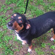 YANA, Hund, Mischlingshund in Bulgarien - Bild 7