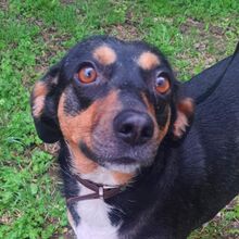 YANA, Hund, Mischlingshund in Bulgarien - Bild 8