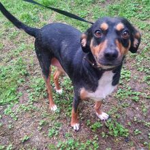 YANA, Hund, Mischlingshund in Bulgarien - Bild 9