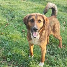 SANCHO, Hund, Mischlingshund in Bulgarien - Bild 1