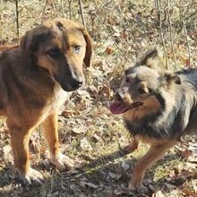 SANCHO, Hund, Mischlingshund in Bulgarien - Bild 10