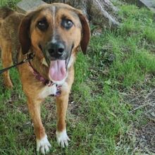 SANCHO, Hund, Mischlingshund in Bulgarien - Bild 12