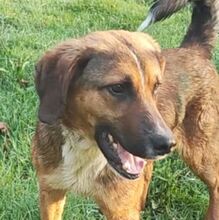 SANCHO, Hund, Mischlingshund in Bulgarien - Bild 2