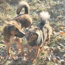 SANCHO, Hund, Mischlingshund in Bulgarien - Bild 3
