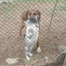 SANCHO, Hund, Mischlingshund in Bulgarien - Bild 4