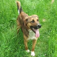 SANCHO, Hund, Mischlingshund in Bulgarien - Bild 5