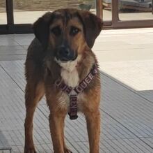 SANCHO, Hund, Mischlingshund in Bulgarien - Bild 6