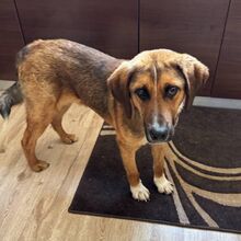 SANCHO, Hund, Mischlingshund in Bulgarien - Bild 7
