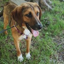 SANCHO, Hund, Mischlingshund in Bulgarien - Bild 8