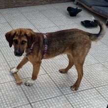 SANCHO, Hund, Mischlingshund in Bulgarien - Bild 9