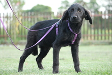 HARPER, Hund, Mischlingshund in Hagen - Bild 1
