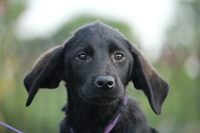 HARPER, Hund, Mischlingshund in Hagen - Bild 2