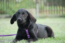 HARPER, Hund, Mischlingshund in Hagen - Bild 3