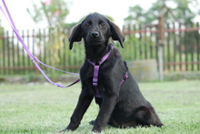HARPER, Hund, Mischlingshund in Hagen - Bild 4