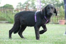 HARPER, Hund, Mischlingshund in Hagen - Bild 5