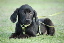 SILAS, Hund, Mischlingshund in Hagen - Bild 1