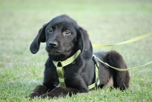 SILAS, Hund, Mischlingshund in Hagen - Bild 2